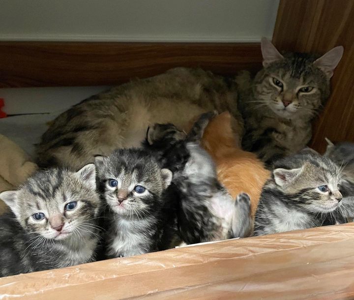 kittens eyes open